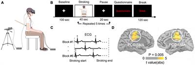 Understanding the neural bases of bodily self-consciousness: recent achievements and main challenges